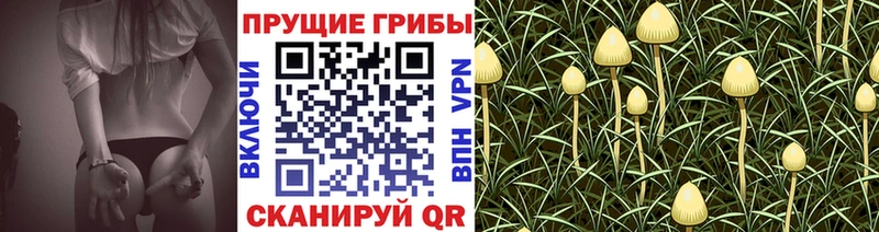 Купить  Бавлы  Галлюциногенные грибы мухоморы 